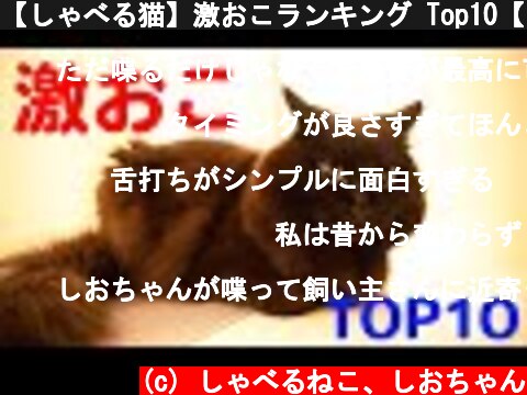 【しゃべる猫】激おこランキング Top10【しおちゃん】  (c) しゃべるねこ、しおちゃん