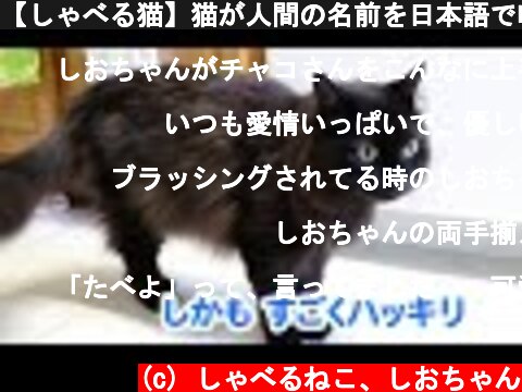 【しゃべる猫】猫が人間の名前を日本語で呼ぶ様子【しおちゃん】  (c) しゃべるねこ、しおちゃん