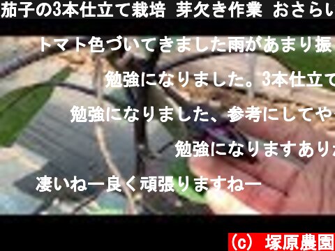 茄子の3本仕立て栽培 芽欠き作業 おさらい編19/5/3  (c) 塚原農園