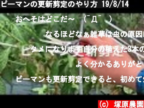 ピーマンの更新剪定のやり方 19/8/14  (c) 塚原農園