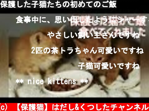 保護した子猫たちの初めてのご飯  (c) 【保護猫】はだし&くつしたチャンネル