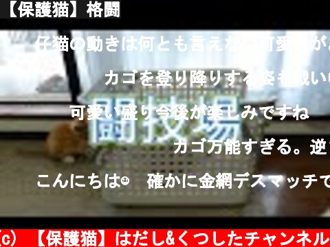 【保護猫】格闘  (c) 【保護猫】はだし&くつしたチャンネル