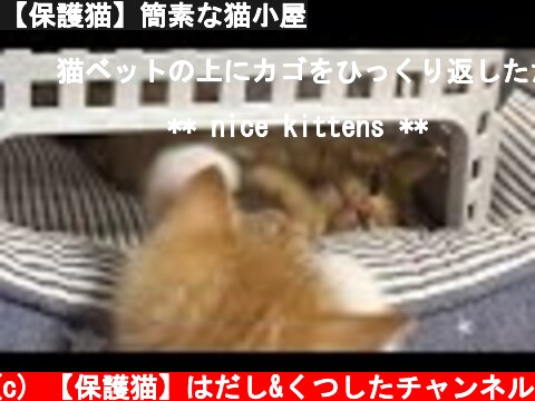 【保護猫】簡素な猫小屋  (c) 【保護猫】はだし&くつしたチャンネル