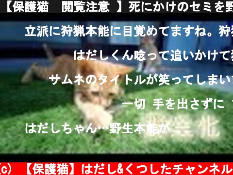【保護猫  閲覧注意 】死にかけのセミを野生化した死にかけた猫が襲う  (c) 【保護猫】はだし&くつしたチャンネル