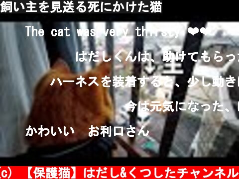 飼い主を見送る死にかけた猫  (c) 【保護猫】はだし&くつしたチャンネル