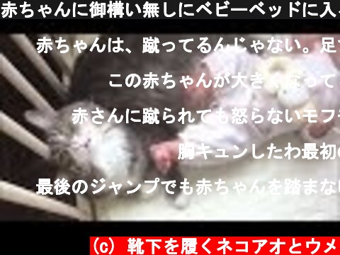 赤ちゃんに御構い無しにベビーベッドに入る猫 ノルウェージャンフォレストキャット Cats entering into a baby bed  (c) 靴下を履くネコアオとウメ