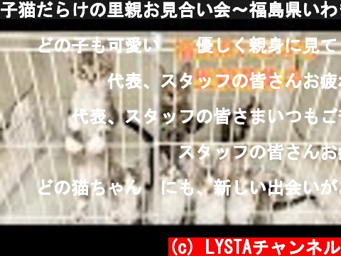 子猫だらけの里親お見合い会〜福島県いわき市・譲渡会  (c) LYSTAチャンネル