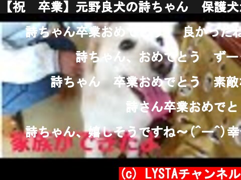 【祝🖤卒業】元野良犬の詩ちゃん  保護犬から家庭犬へ  (c) LYSTAチャンネル