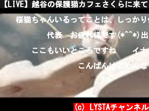 【LIVE】越谷の保護猫カフェさくらに来ています  (c) LYSTAチャンネル