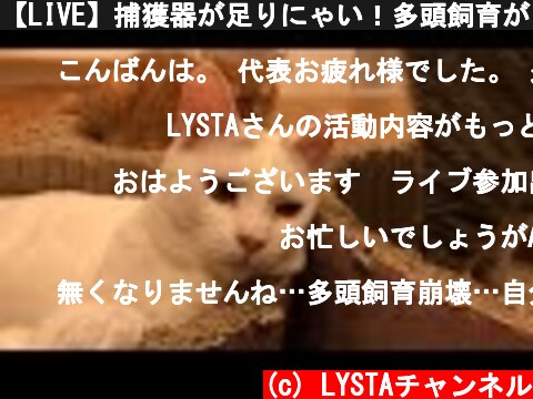 【LIVE】捕獲器が足りにゃい！多頭飼育があちこち  (c) LYSTAチャンネル