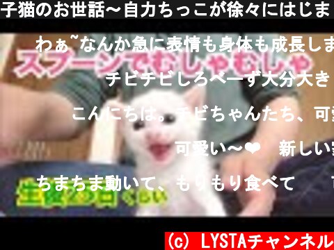 子猫のお世話〜自力ちっこが徐々にはじまりました  (c) LYSTAチャンネル