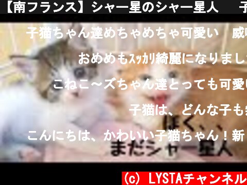 【南フランス】シャー星のシャー星人   子猫四匹はまだ隔離部屋で隔離中  (c) LYSTAチャンネル