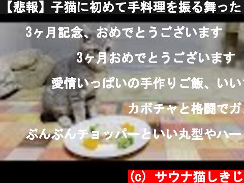 【悲報】子猫に初めて手料理を振る舞ったら虚無顔になった……  (c) サウナ猫しきじ