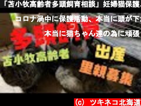 「苫小牧高齢者多頭飼育相談」妊婦猫保護、出産❗️風邪の酷い仔猫も保護しました。  (c) ツキネコ北海道