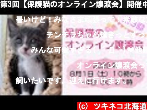 第3回【保護猫のオンライン譲渡会】開催中！！  (c) ツキネコ北海道