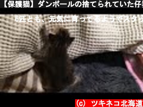 【保護猫】ダンボールの捨てられていた仔猫のその後  (c) ツキネコ北海道