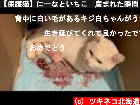 【保護猫】にーなといちこ　産まれた瞬間  (c) ツキネコ北海道