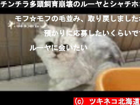 チンチラ多頭飼育崩壊のルーヤとシャチホコ  (c) ツキネコ北海道