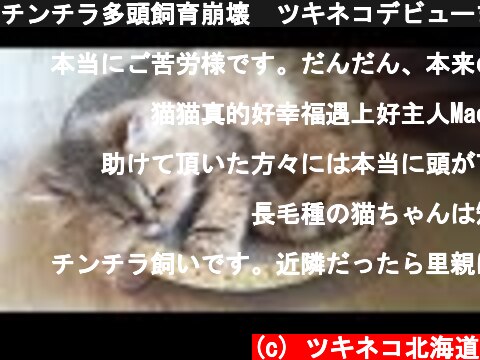 チンチラ多頭飼育崩壊🐈ツキネコデビューまでの道  (c) ツキネコ北海道