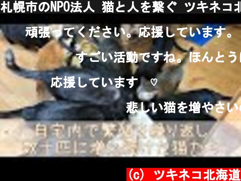 札幌市のNPO法人 猫と人を繋ぐ ツキネコ北海道 活動紹介動画  (c) ツキネコ北海道