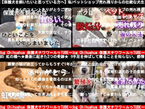Rescue dog Chihuahua 保護犬チワワ〜ルゥTUBE〜（おすすめch紹介）