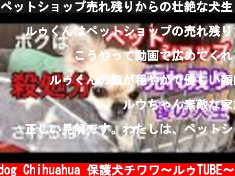 (c) Rescue dog Chihuahua 保護犬チワワ〜ルゥTUBE〜 ペットショップ売れ残りからの壮絶な犬生【保護犬チワワ】 ペットショップ売れ残りからの壮絶な犬生【保護犬チワワ】 (c) Rescue dog Chihuahua 保護犬チワワ〜ルゥTUBE〜