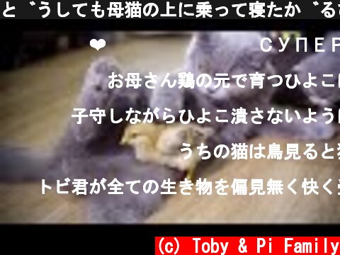 どうしても母猫の上に乗って寝たがるひよごが可愛すぎた・猫に育てられたひよこ  (c) Toby & Pi Family