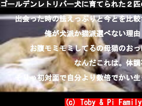 ゴールデンレトリバー犬に育てられた２匹の子猫・自分を完全に犬だと思い込んだ姿がかわいすぎる  (c) Toby & Pi Family