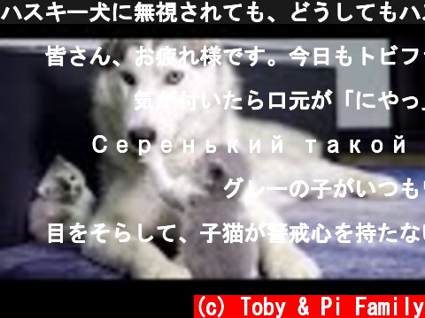 ハスキー犬に無視されても、どうしてもハスキーとくっつきたい赤ちゃん猫「絶対に離れない！」  (c) Toby & Pi Family