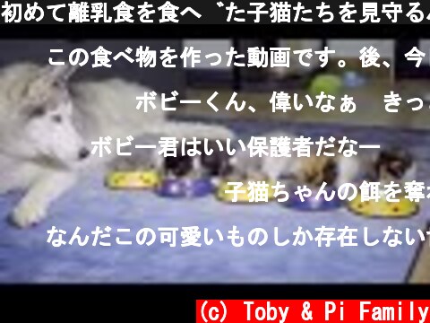 初めて離乳食を食べた子猫たちを見守るハスキー犬「可愛すぎる赤ちゃん猫」  (c) Toby & Pi Family