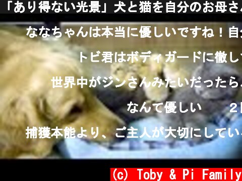 「あり得ない光景」犬と猫を自分のお母さんだと思ったひよこ・こんな優しい猫とゴールデンレトリバーがいるのか  (c) Toby & Pi Family