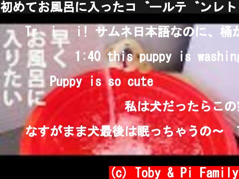 初めてお風呂に入ったゴールデンレトリバーの子犬の反応が超おもしろい  (c) Toby & Pi Family