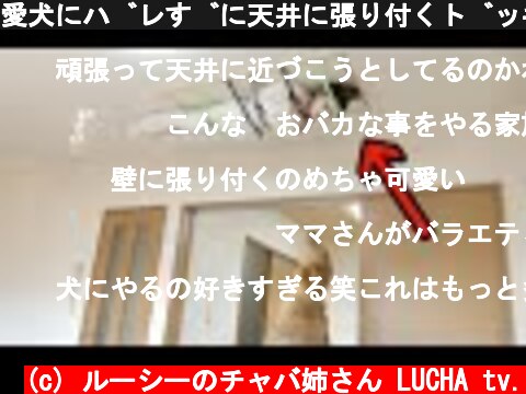 愛犬にバレずに天井に張り付くドッキリ 【ゴールデンレトリバー】  (c) ルーシーのチャバ姉さん LUCHA tv.
