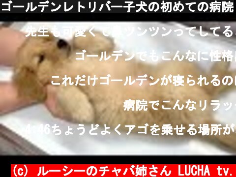 ゴールデンレトリバー子犬の初めての病院  (c) ルーシーのチャバ姉さん LUCHA tv.