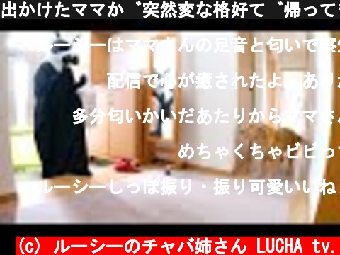 出かけたママが突然変な格好で帰ってきたドッキリ【ゴールデンレトリバー】  (c) ルーシーのチャバ姉さん LUCHA tv.