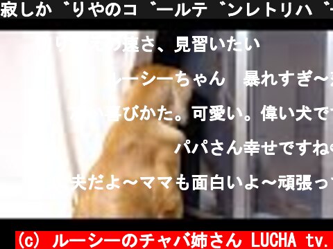 寂しがりやのゴールデンレトリバーは5分コンビニに行っただけでこうなります・・・  (c) ルーシーのチャバ姉さん LUCHA tv.