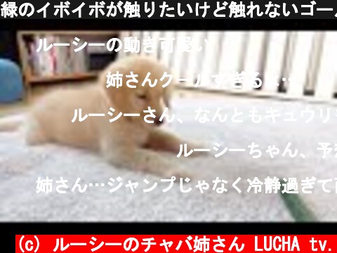 緑のイボイボが触りたいけど触れないゴールデンの子犬の動きが面白い  (c) ルーシーのチャバ姉さん LUCHA tv.