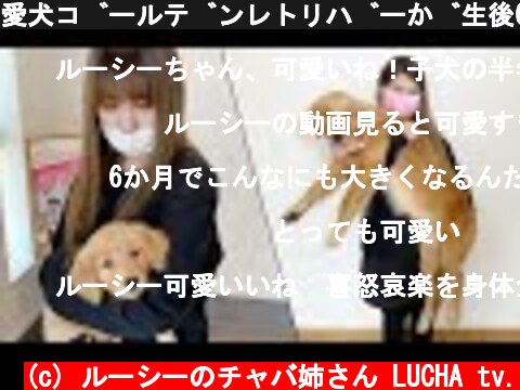 愛犬ゴールデンレトリバーが生後6ヵ月でここまで変わる！  (c) ルーシーのチャバ姉さん LUCHA tv.