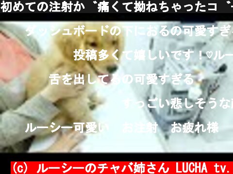 初めての注射が痛くて拗ねちゃったゴールデンの子犬  (c) ルーシーのチャバ姉さん LUCHA tv.