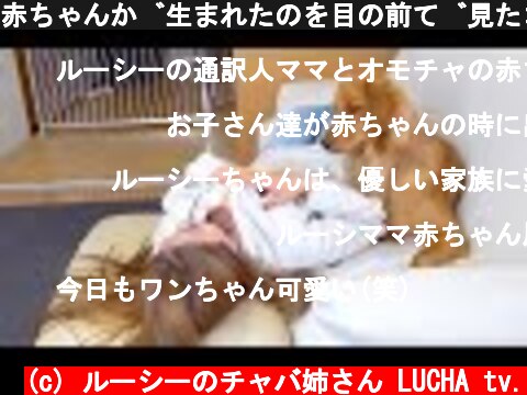赤ちゃんが生まれたのを目の前で見たゴールデンレトリバーの反応がこちら…笑  (c) ルーシーのチャバ姉さん LUCHA tv.