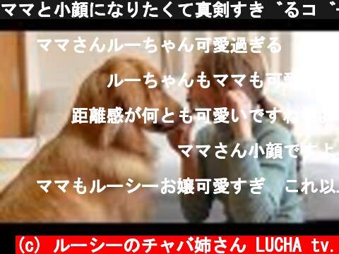 ママと小顔になりたくて真剣すぎるゴールデンレトリバーがこちら・・・笑  (c) ルーシーのチャバ姉さん LUCHA tv.