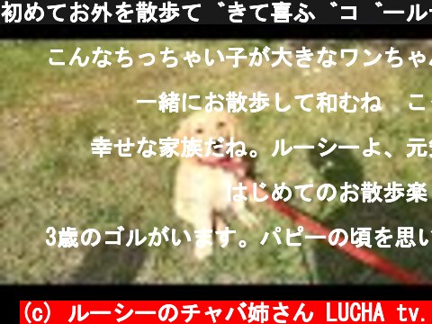 初めてお外を散歩できて喜ぶゴールデンの子犬  (c) ルーシーのチャバ姉さん LUCHA tv.