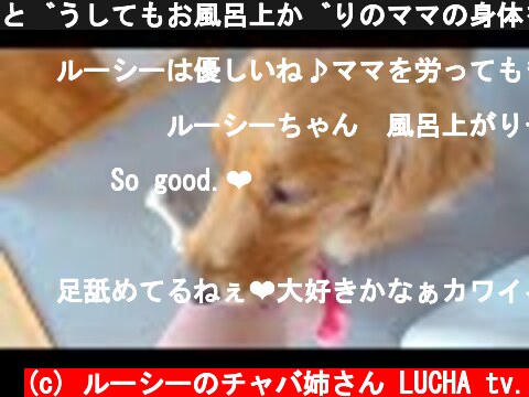 どうしてもお風呂上がりのママの身体を舐めたいゴールデンレトリバー  (c) ルーシーのチャバ姉さん LUCHA tv.