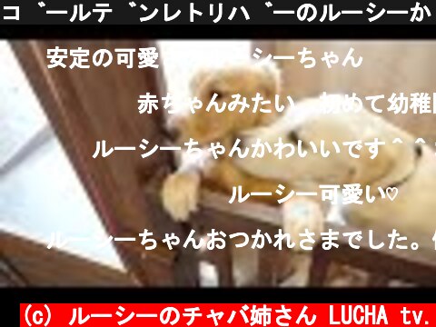 ゴールデンレトリバーのルーシーが初めて慣らし保育園に行く！  (c) ルーシーのチャバ姉さん LUCHA tv.
