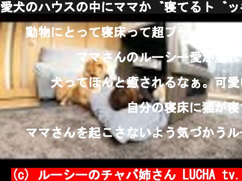 愛犬のハウスの中にママが寝てるドッキリ【ゴールデンレトリーバー】  (c) ルーシーのチャバ姉さん LUCHA tv.