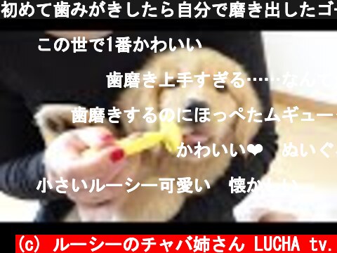 初めて歯みがきしたら自分で磨き出したゴールデンの子犬  (c) ルーシーのチャバ姉さん LUCHA tv.