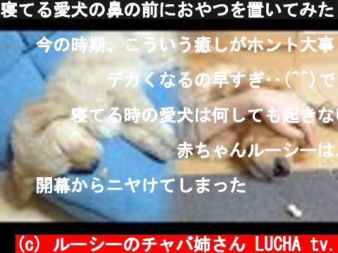 寝てる愛犬の鼻の前におやつを置いてみたら。【子犬の頃と現在のゴールデンレトリバー】  (c) ルーシーのチャバ姉さん LUCHA tv.
