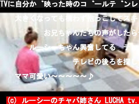 TVに自分が映った時のゴールデンレトリバーの反応が分かりやすい  (c) ルーシーのチャバ姉さん LUCHA tv.