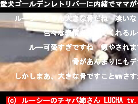 愛犬ゴールデンレトリバーに内緒でママが骨を枕にして寝てた時の行動がこちら  (c) ルーシーのチャバ姉さん LUCHA tv.