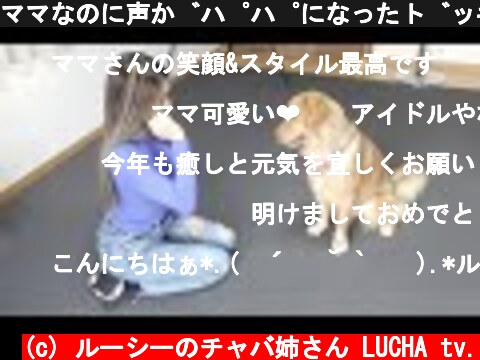 ママなのに声がパパになったドッキリ【ゴールデンレトリバー】  (c) ルーシーのチャバ姉さん LUCHA tv.